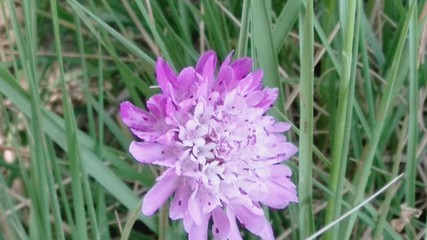 purple flower in the garden