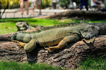 Fototapeta premium Seminario Park is also known as the Iguana Park, since dozens of iguanas live in its ornate gardens.