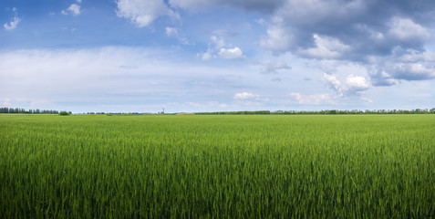 green young wheat field / bright Sunny day agriculture