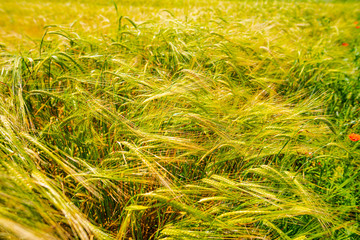 Wheat field in the summer