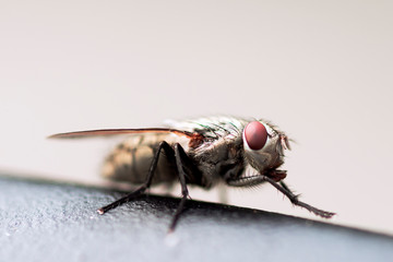 housefly fly insect