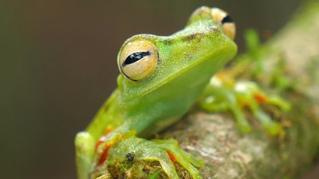 Canal zone tree frog in its natural habitat in the Caribbean lowlands.  Wildlife endangered species. Awesome colorful frogs collection.