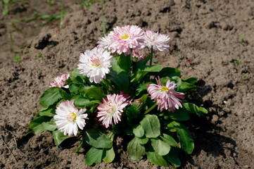 blooming Daisy in the flower bed