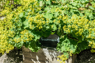 Heilkräuter anbauen im Kräutergarten