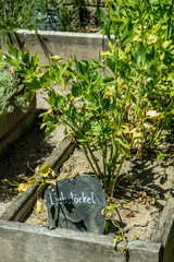 Heilkräuter anbauen im Kräutergarten