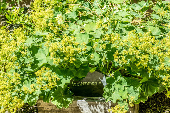 Heilkr&auml;uter anbauen im Kr&auml;utergarten