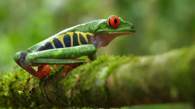 Red-eyed tree frog in its natural habitat in the Caribbean rainforest.  Wildlife endangered species. Awesome colorful frogs collection. Agalychnis callidryas, known as the red-eyed treefrog.