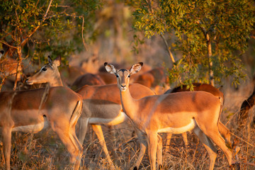 A herd of Impala the gorgeous glow of winters sunset
