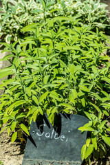 Heilkräuter anbauen im Kräutergarten