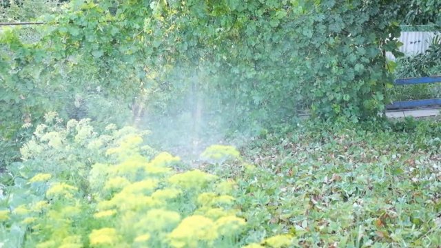 Watering the garden on the site. Spray water for watering plants on the farm, garden. Fountain of water for irrigation of agricultural plants