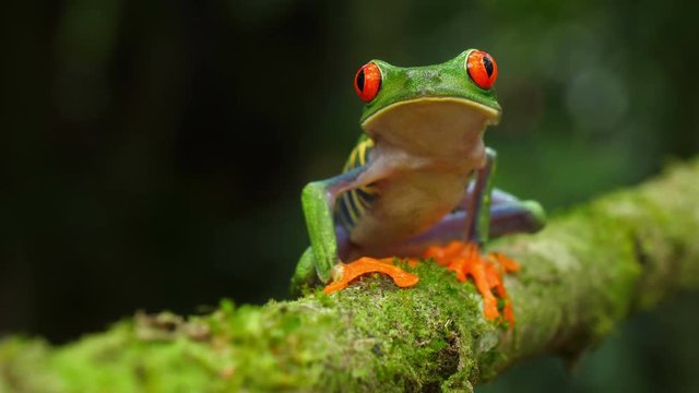 Red-eyed tree frog in its natural habitat in the Caribbean rainforest.  Wildlife endangered species. Awesome colorful frogs collection. Agalychnis callidryas, known as the red-eyed treefrog.
