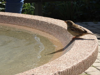 Durstiger Vogel