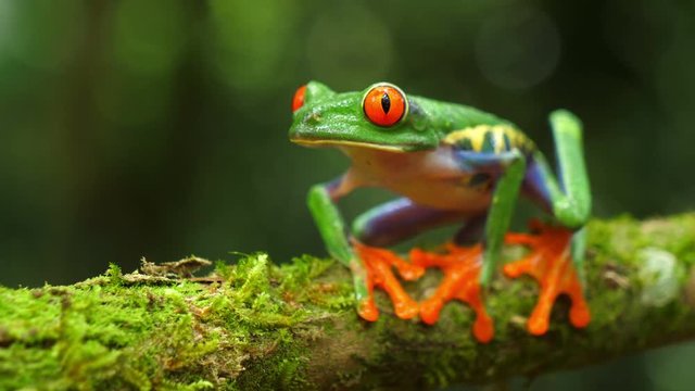 Red-eyed tree frog in its natural habitat in the Caribbean rainforest.  Wildlife endangered species. Awesome colorful frogs collection. Agalychnis callidryas, known as the red-eyed treefrog.