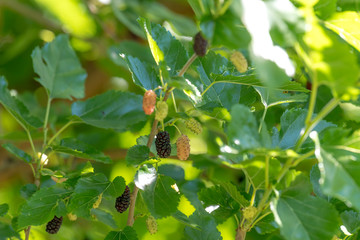 Mulberries in different maturity levels hang on the branches