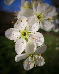 gros plan de fleurs blanches de prunus sur leur branche