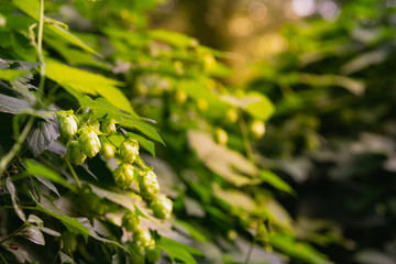 Green fresh Hop flower and leaves growing in a hop yard for herbal medicine.  Close-up of dry green ripe hop cones. 