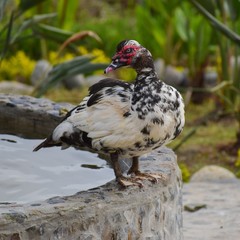 Closeup of White Duck standing near Stone Fountain with Water and Lush Garden in Background