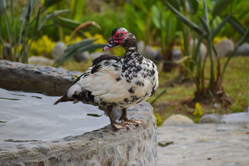 Wide Shot Closeup of Duck on Edge of Fountain with Water and Green Garden in Background