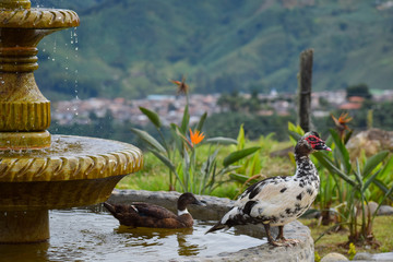 Ducks Swimming in Stone Fountain in Countryside with Small Town and Mountains in Background