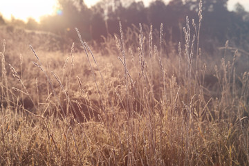 Obraz premium grass covered with hoarfrost in the rays of the rising sun