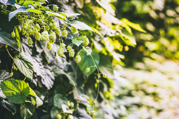 Green fresh Hop flower and leaves growing in a hop yard for herbal medicine.  Close-up of dry green ripe hop cones. 