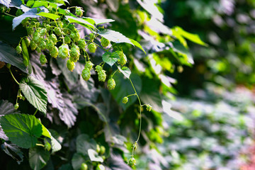 Green fresh Hop flower and leaves growing in a hop yard for herbal medicine.  Close-up of dry green ripe hop cones. 