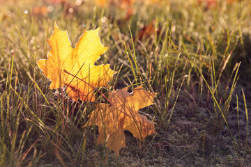 yellow maple leaves in the grass in backlight