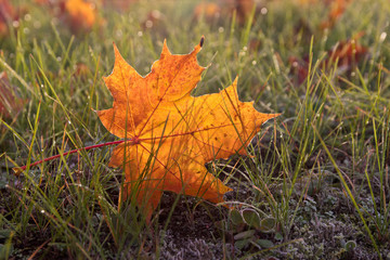 yellow maple leaves in the grass in backlight