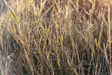 grass covered with hoarfrost in the rays of the rising sun