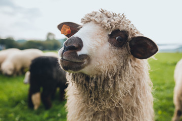 Funny lamb looking at camera in meadow