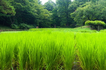 green landscape with river and trees