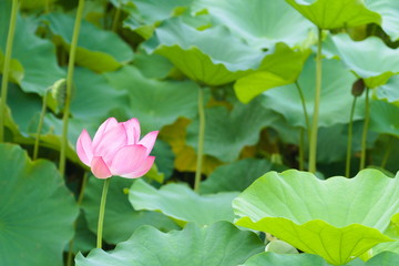 lotus in the pond