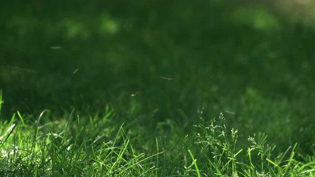 Large Swarm of Mosquitos and Insects in Green Summer Lawn
