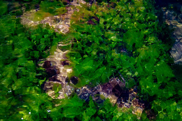 Obraz na płótnie Canvas seaweed under clear water abstraction