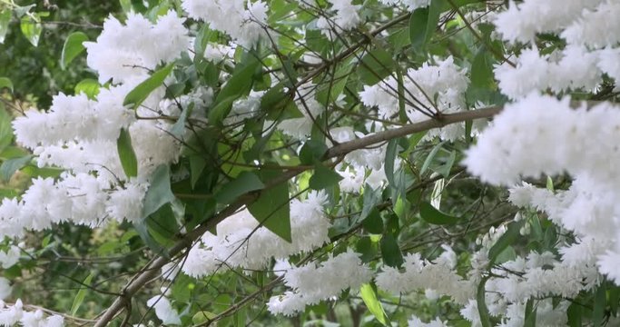 Strauch mit wei&szlig;en Bl&uuml;ten im Wind 4k 50p DCI