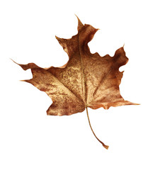 Fototapeta premium Dry autumn maple leaf painted with gold isolated on white