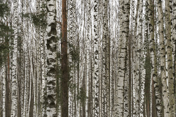Birch grove is very frequent on the background of gray, nondescript sky