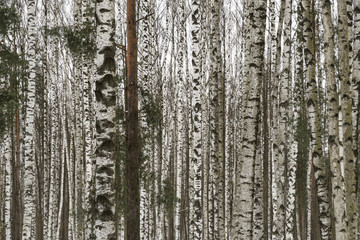 Fototapeta premium Birch grove is very frequent on the background of gray, nondescript sky