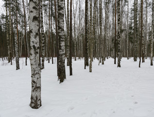 Birch grove is very frequent on the background of gray, nondescript sky and snow at the foot