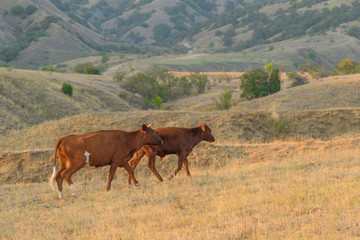 Two brown cows grazing in the middle of the steppe