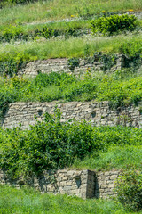 Weinberg Terassen und Mauern im Sommer