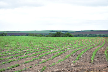 Fototapeta na wymiar Peanut field. Peanut seedlings. Plantation with symmetric view.