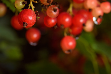 Bunches of red currant berries right on the Bush and with dew