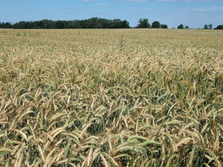 Golden triticale in grain field