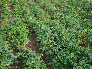 Fototapeta na wymiar Potato field. Potato cultivation. Farming.