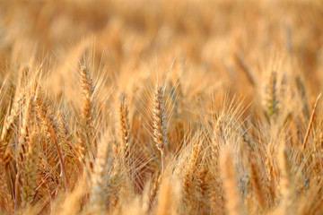 Fototapeta premium Ripe wheat in the field