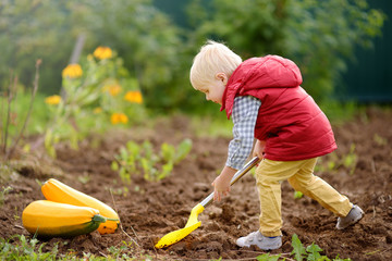 Little boy digs shoveling beds in backyard after harvest. Nearby are collected zucchini.