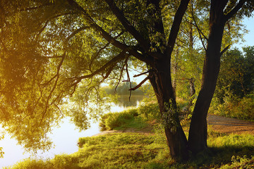Fototapeta na wymiar Willow tree by coast of pond at sunset of sunny summer day