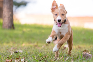 A playful red and white mixed breed puppy running through the grass with a happy expression