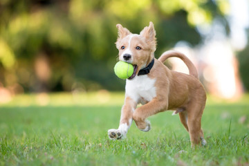 A playful red and white mixed breed puppy running through the grass with a ball in its mouth - Powered by Adobe